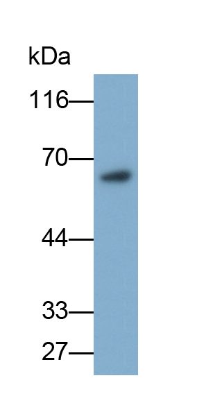 腎損傷分子1(Kim1)多克隆抗體