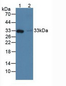 纖維膠凝蛋白1(FCN1)多克隆抗體