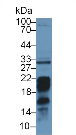 细胞程序性死亡蛋白1配体2(PDL2)多克隆抗体