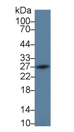 細(xì)胞程序性死亡蛋白1配體2(PDL2)多克隆抗體