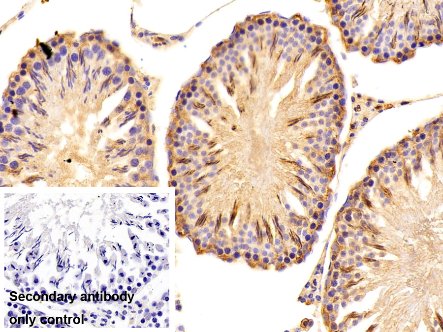 骨粘連蛋白(ON)多克隆抗體