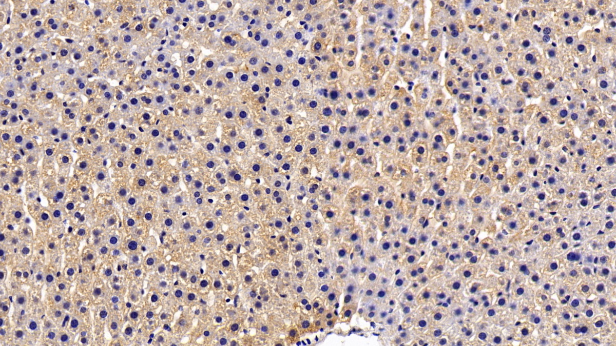 低氧诱导因子1α(HIF1a)多克隆抗体
