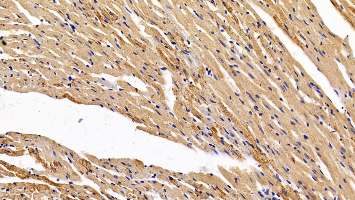 低氧诱导因子1α(HIF1a)多克隆抗体