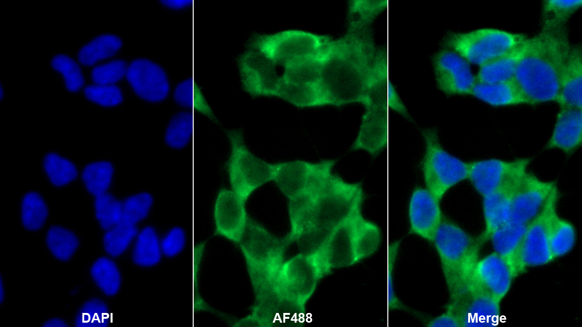 神经型一氧化氮合酶(NOS1)多克隆抗体