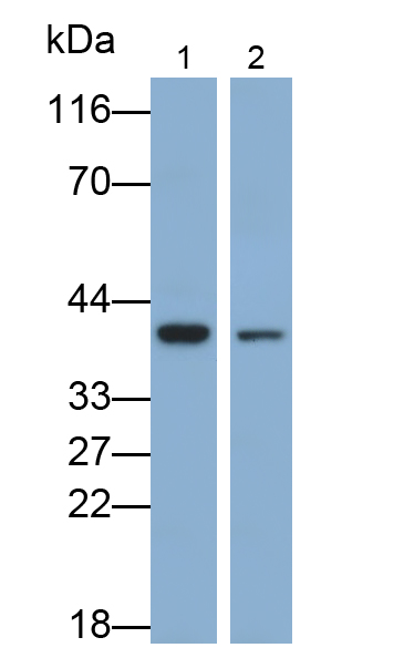 結(jié)合珠蛋白(Hpt)多克隆抗體