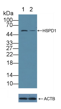 60kD热休克蛋白(Hsp60)多克隆抗体