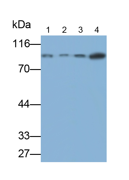 90kDa熱休克蛋白β1(HSP90b1)多克隆抗體