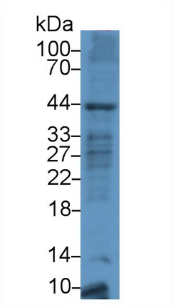 CD86分子(CD86)多克隆抗体