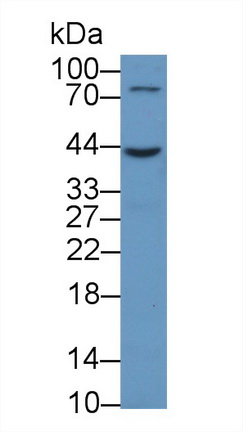 CD86分子(CD86)多克隆抗体