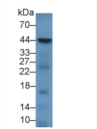 CD86分子(CD86)多克隆抗体