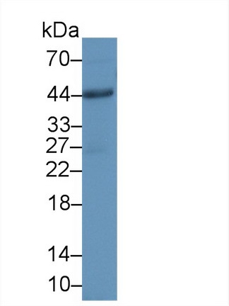 CD86分子(CD86)多克隆抗体
