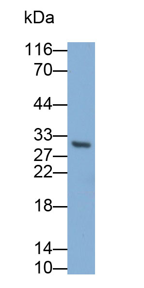 肿瘤坏死因子配体超家族成员14(TNFSF14)多克隆抗体