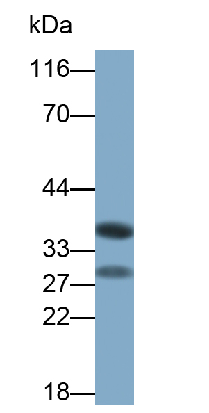 腫瘤壞死因子配體超家族成員14(TNFSF14)多克隆抗體