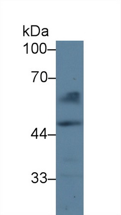凝血因子Ⅹ(F10)多克隆抗體