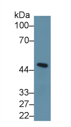 抑制素βA(INHbA)多克隆抗體