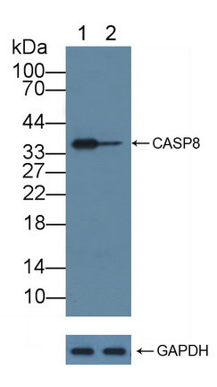 胱天蛋白酶8(CASP8)多克隆抗体