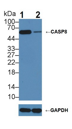 胱天蛋白酶8(CASP8)多克隆抗體