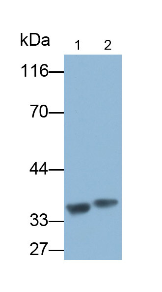 淀粉样蛋白β1-40(Ab1-40)多克隆抗体