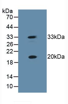 热休克蛋白β2(HSPb2)多克隆抗体