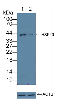 熱休克蛋白40(HSP40)多克隆抗體