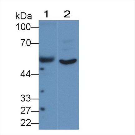 血管生成素樣蛋白1(ANG-3)多克隆抗體