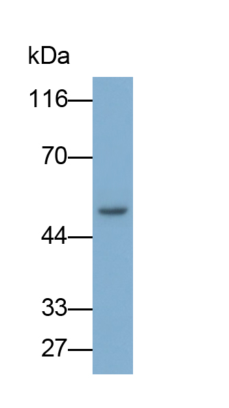 血管生成素樣蛋白1(ANG-3)多克隆抗體