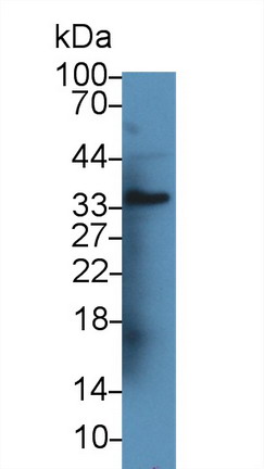 血管生成素樣蛋白1(ANG-3)多克隆抗體