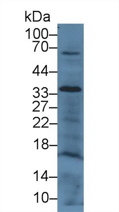 CD200分子(CD200)多克隆抗体