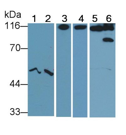 CD26分子(CD26)多克隆抗體