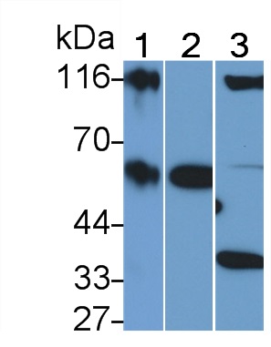CD26分子(CD26)多克隆抗體