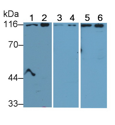 CD26分子(CD26)多克隆抗體