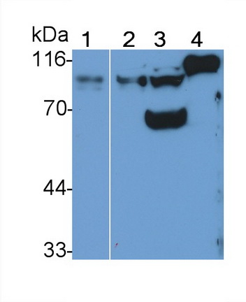 CD26分子(CD26)多克隆抗体