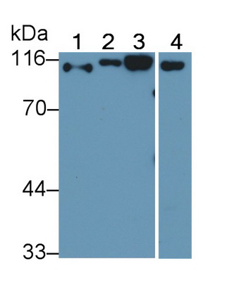CD26分子(CD26)多克隆抗體
