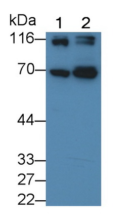 CD26分子(CD26)多克隆抗體