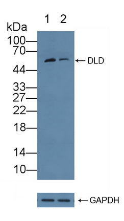 二氢硫辛酸脱氢酶(DLD)多克隆抗体
