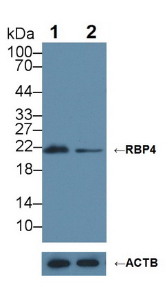 视黄醇结合蛋白4(RBP4)多克隆抗体