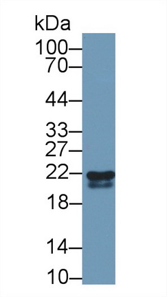 视黄醇结合蛋白4(RBP4)多克隆抗体