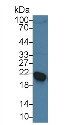 视黄醇结合蛋白4(RBP4)多克隆抗体