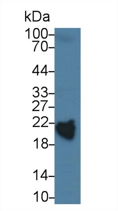 视黄醇结合蛋白4(RBP4)多克隆抗体