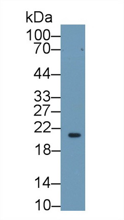 视黄醇结合蛋白4(RBP4)多克隆抗体