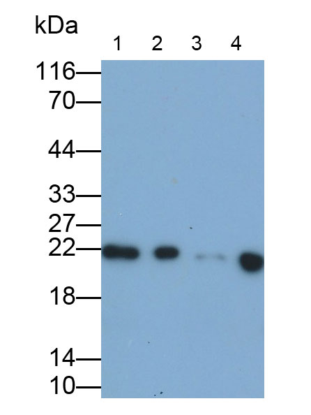 视黄醇结合蛋白4(RBP4)多克隆抗体