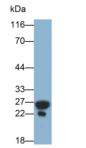 視黃醇結合蛋白4(RBP4)多克隆抗體