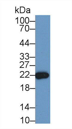 视黄醇结合蛋白4(RBP4)多克隆抗体