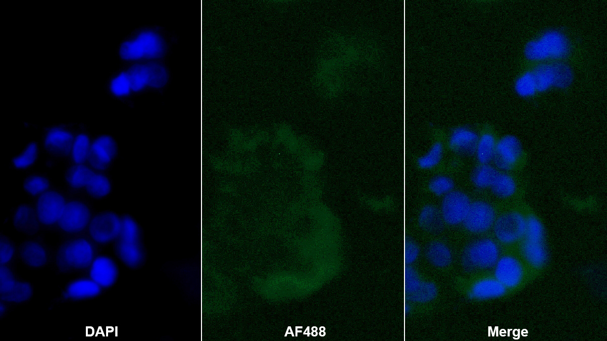 趋化素(CHEM)多克隆抗体