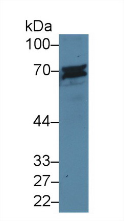 CD6分子(CD6)多克隆抗体