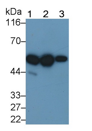 細胞色素P450家族成員2E1(CYP2E1)多克隆抗體