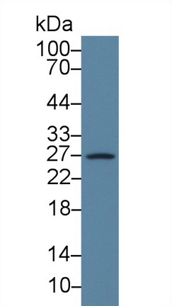 CD160分子(CD160)多克隆抗體