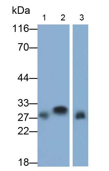 高密度脂蛋白(HDL)多克隆抗體