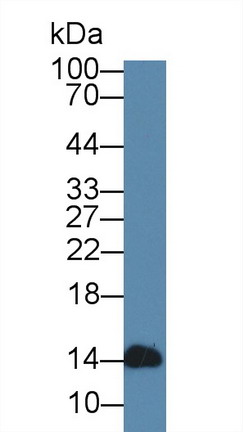 α-乳清蛋白(aLA)多克隆抗體