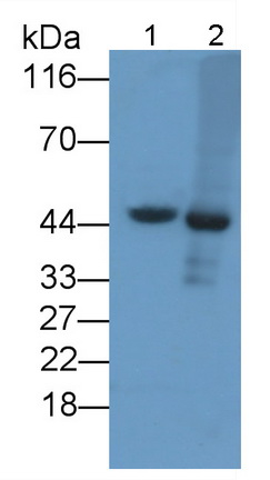 血管生成素樣蛋白4(ANGPTL4)多克隆抗體